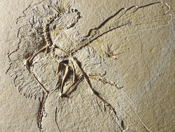 Solnhofen zeigt vier Archaeopteryxe auf einmal