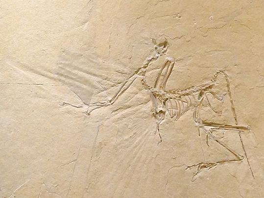 Solnhofen zeigt vier Archaeopteryxe auf einmal