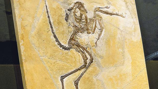 Wer sich für Fossilien und Dinosaurier interessiert, ist im Bürgermeister-Müller-Museum in Solnhofen richtig. Die Bahnhofstraße 8 beherbergt seltene Fossilien wie den berühmten Urvogel Archaeopteryx, zeigt die damalige Lebenswelt der Tiere auf und informiert nebenbei über das Druckverfahren Lithographie. Außerdem können Besucher im nahegelegenen Steinbruch selbst nach Fossilien suchen. Weitere Informationen finden Sie unter www.museum-solnhofen.de.