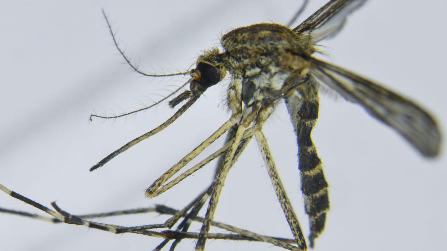 Warten auf Wärme: Mücken stehen in den Startlöchern