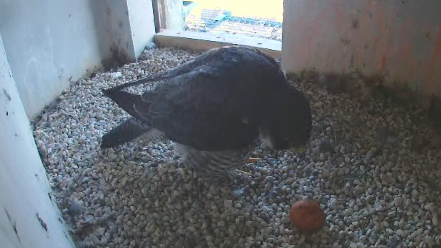 Dieses Foto stammt von einer Live-Webcam - und zeigt das erste Ei der Wanderfalken.