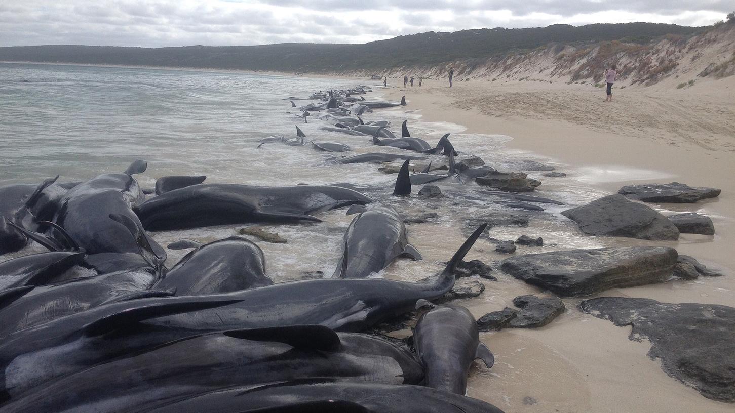 150 Wale an Australiens Westküste gestrandet