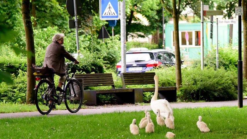 Erfahrungsgemäß werden Parkanlagen auch verkehrswidrig von Radfahrern benutzt. Dies dürfte mit  Sicherheit auch hier der Fall sein. Durch die Anlage eines eigenen Radweges könnte das Radfahren  legal gemacht werden. Eine gemeinsame Nutzung funktioniert in großen Parkanlagen wie  Westpark  und Englischer Garten in München und sollte auch in Neumarkt praktikabel umgesetzt werden.