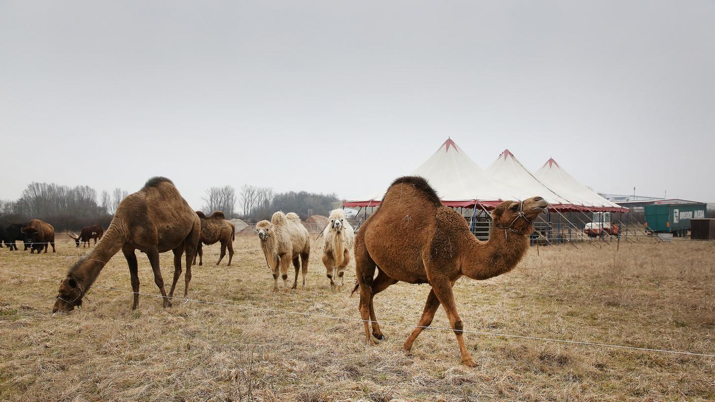 Herzogenaurach: Zirkus muss wohl abziehen Herzogenaurach: Zirkus muss wohl abziehen