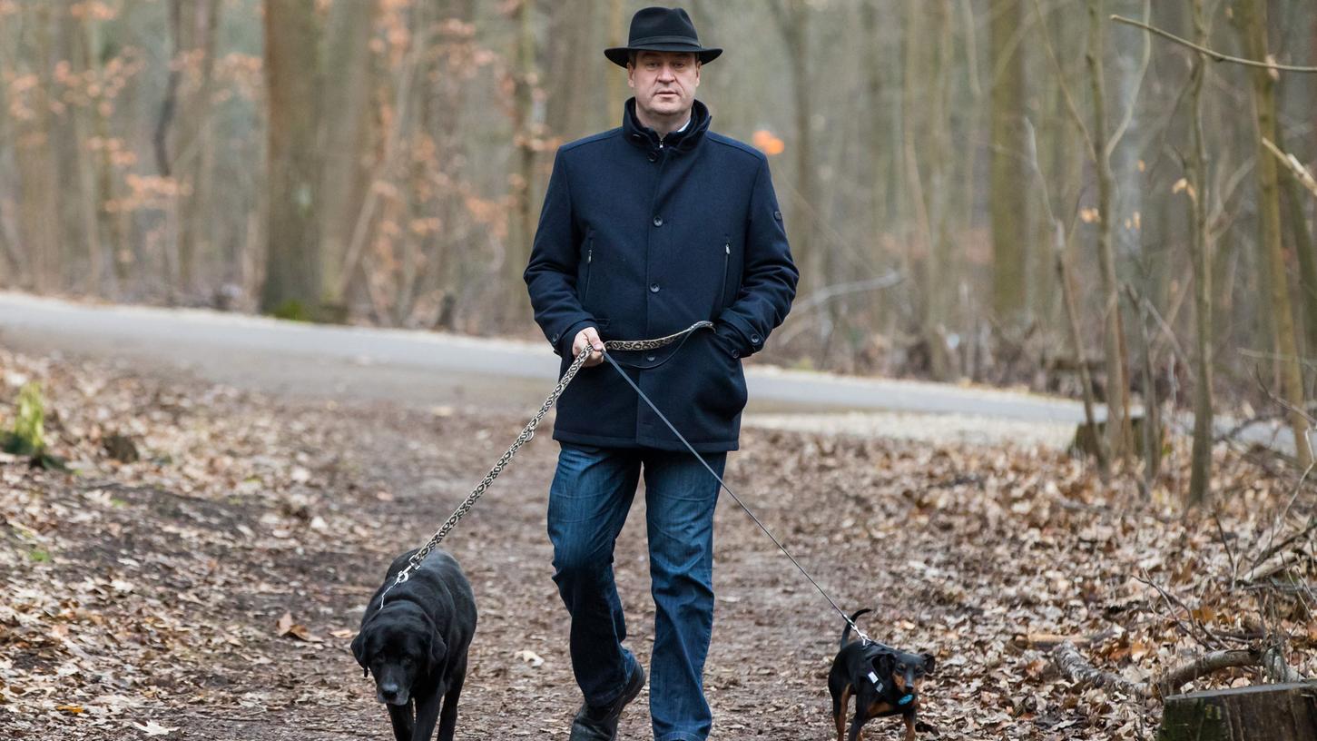 Markus Söder, Ministerpräsident von Bayern, geht mit Fanny, einer Labrador-Hündin, und Bella, einer Zwergpinscher-Hündin, im Nürnberger Wald spazieren.