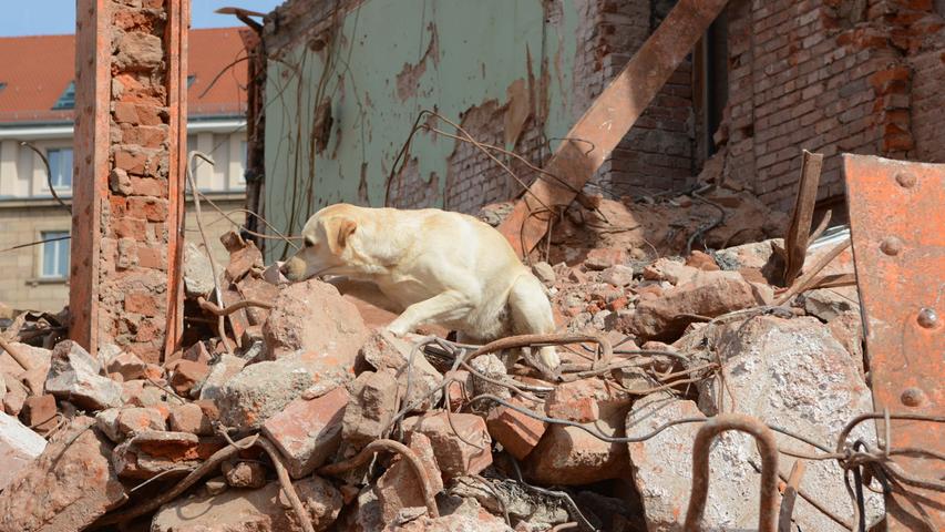 Bilder: Trümmerhunde proben in der alten Hauptpost den Ernstfall