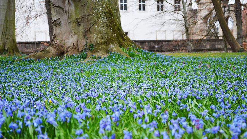 Der Ellinger Schlosspark blüht in blau