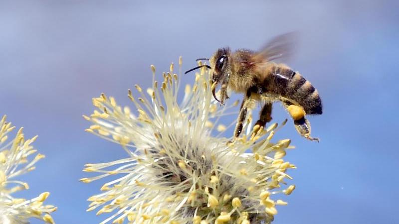 Bienen produzieren nicht nur Honig, die fleißigen Insekten können Menschen auch auf ganz andere Weise behilflich sein.