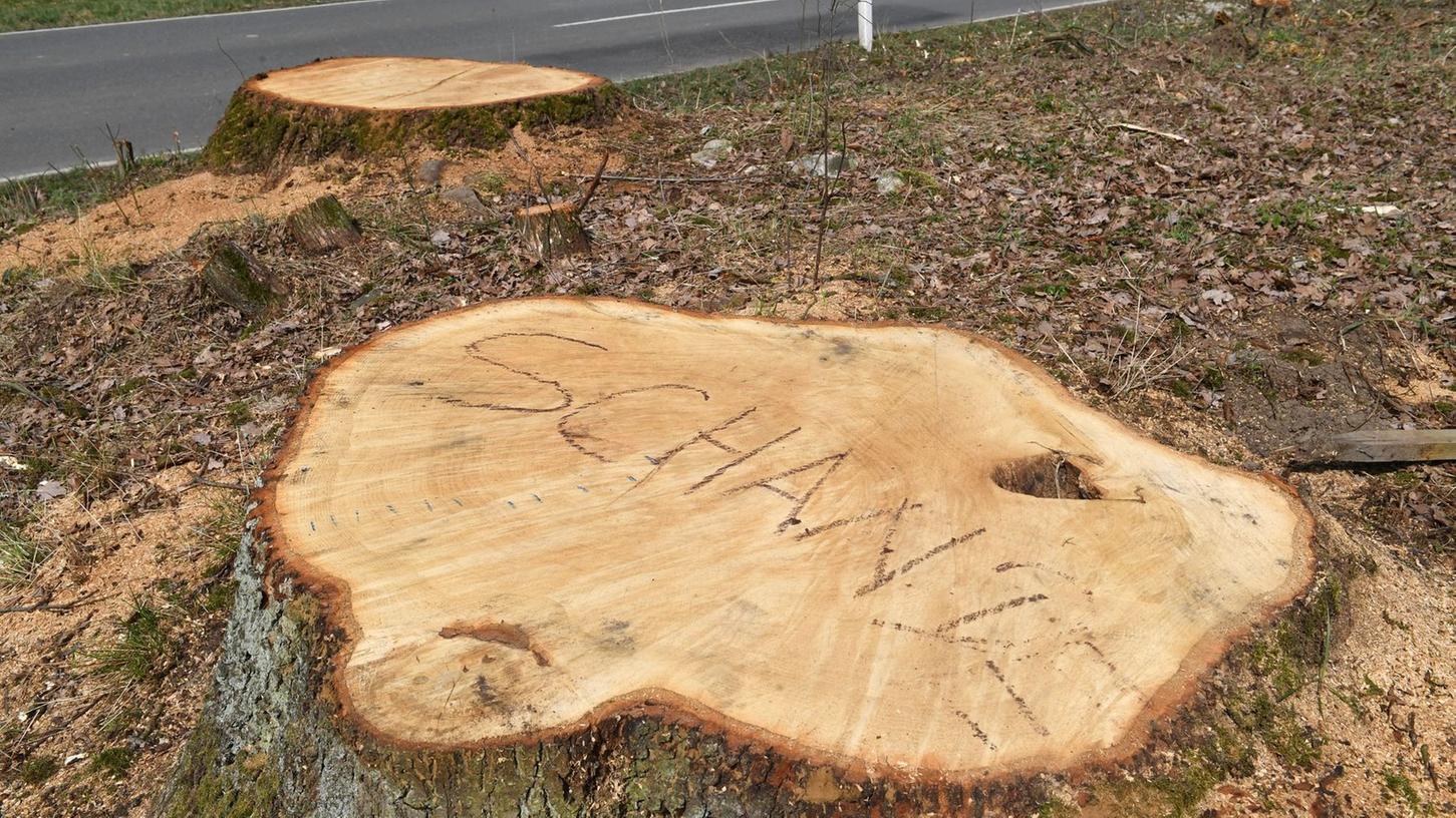 Was von zwei mächtigen alten Eichen übrig blieb: "Schande" schrieb ein Unbekannter auf einen der abgesägten Baumstämme.