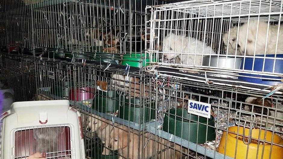 Zu Hunderten waren die Hundewelpen und Katzenjungen in dem Transporter zusammengepfercht. Viele waren krank, unterernährt und traumatisiert.
