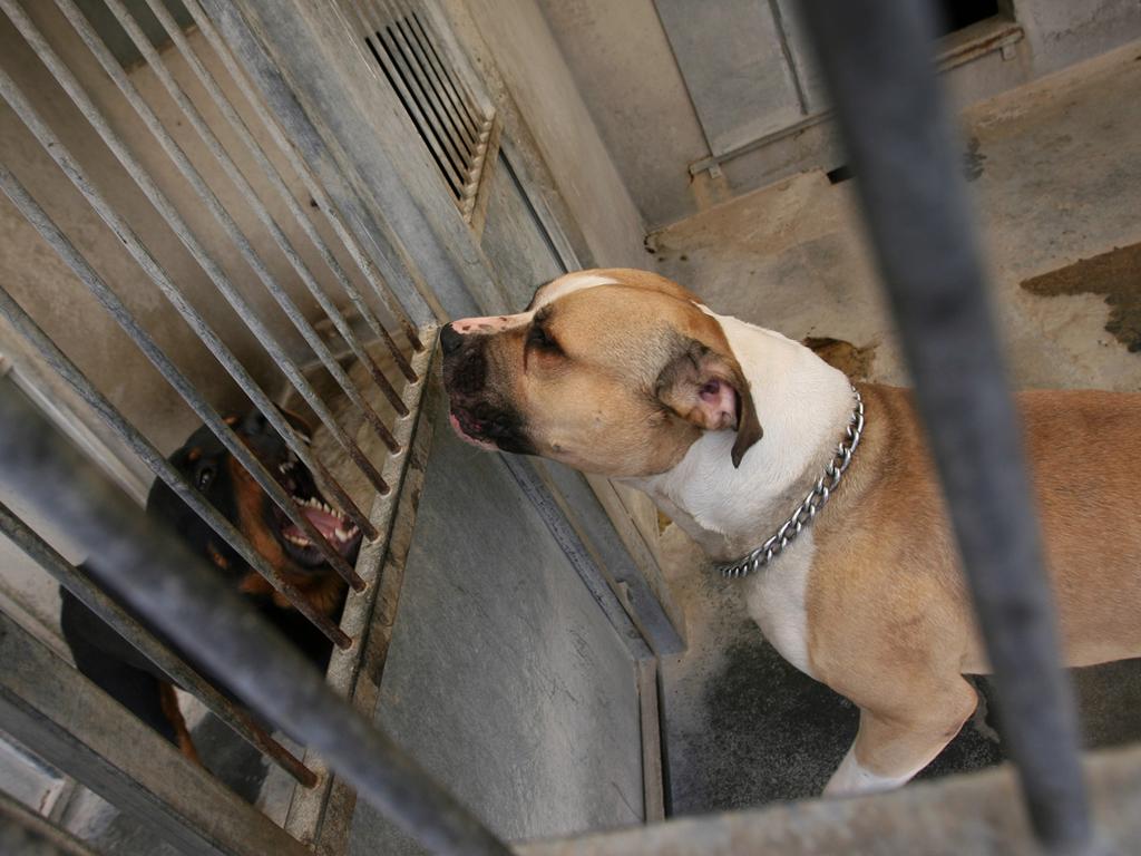 zwei menschen getotet hund chico wird eingeschlafert panorama nordbayern de
