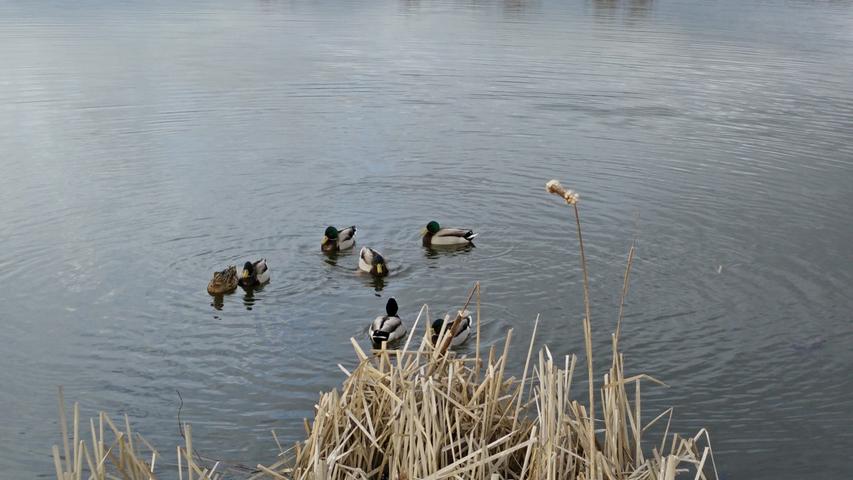 Der Schnakensee bei Gunzenhausen lädt zu einem  Spaziergang am Ufer ein, die Enten genießen den Frühling lieber auf dem Wasser.