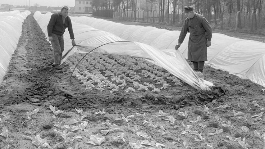 Die Kälte macht Sorgen: der Kopfsalat im Freiland liegt halberfroren am Boden. Er gedeiht nur unter Folien.
 Hier geht es zum Kalenderblatt vom 12. April 1968: Der Kopfsalat friert