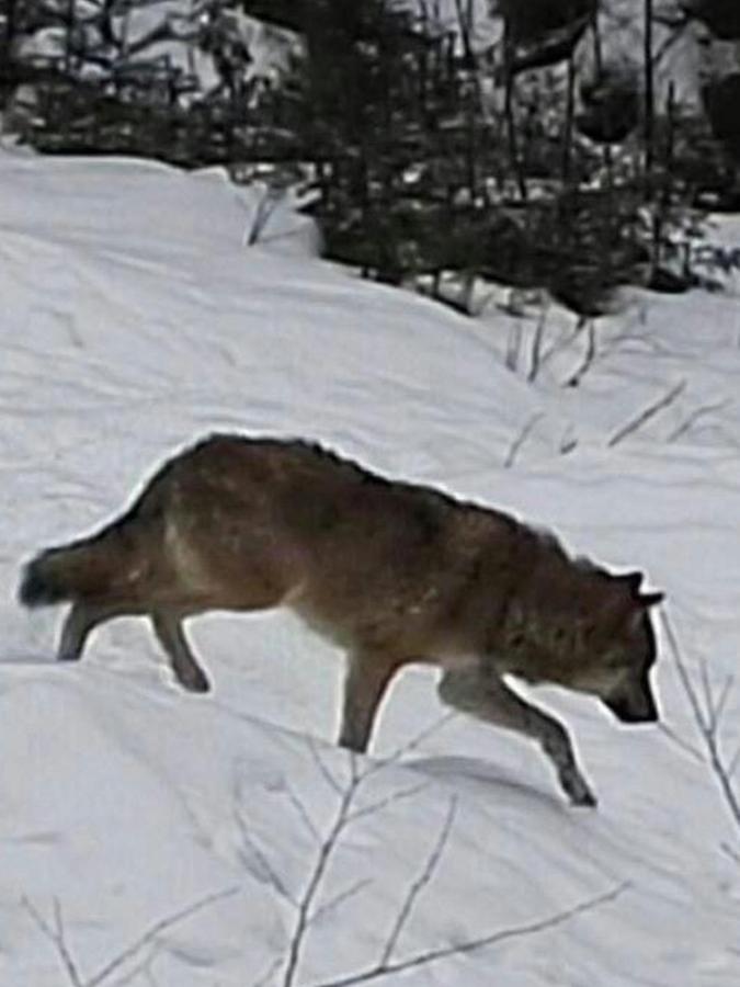 Warnung vor dem bösen Wolf: Jäger blasen zum Angriff
