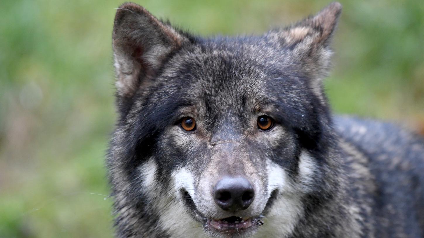 Für viele Jäger wird der Wolf immer mehr zum Problem. Da das Tier nach deutschem Recht geschützt ist, ist eine Jagd aktuell nur in Extremfällen erlaubt.