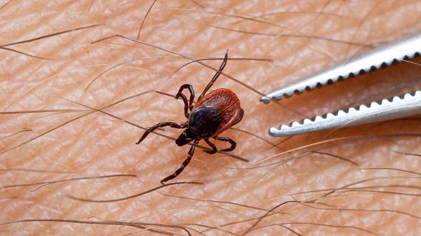 In keinem Fall sollte auf solche Maßnahmen zurückgegriffen werden, denn dabei kann die Zecke ihren Darminhalt in die offene Wunde erbrechen. Das vergrößert die Infektionsgefahr. Die einzige wirksame Vorgehensweise ist das vorsichtige Herausziehen der Zecke (wichtig: den Kopf nicht im Körper stecken lassen) mit einer Zeckenkarte oder einer Pinzette.