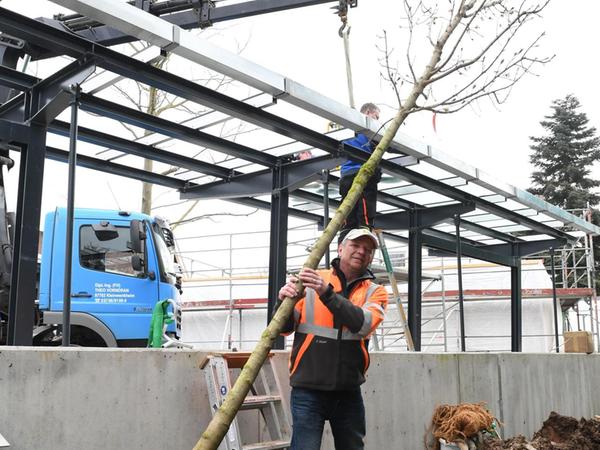 Herzogenauracher Busbahnhof: Bäume spenden bald Schatten