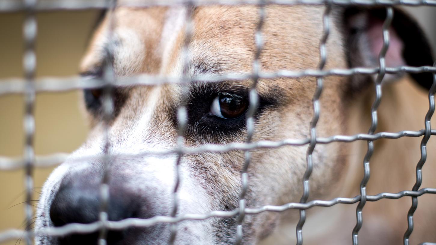 Staffordshire-Terrier-Mischling Chico tötete vor einer Woche seine Besitzer. Dies trat eine Diskussion über "Kampfhunde" los.