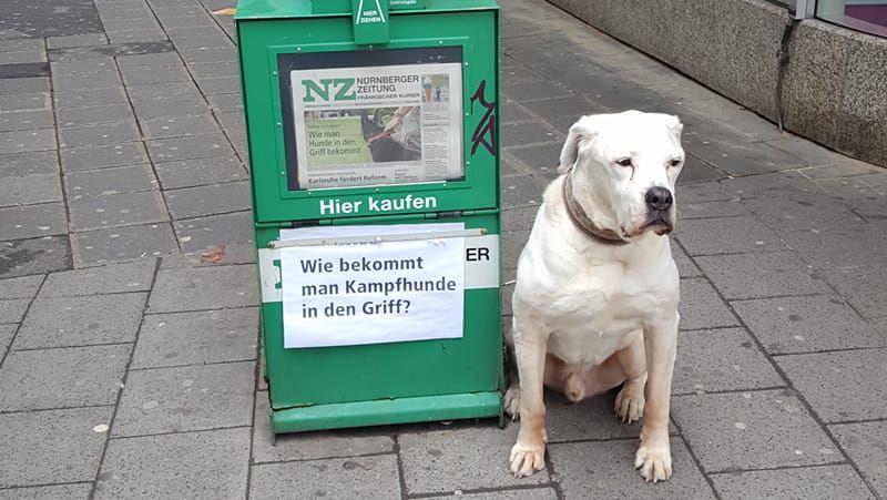 Diesen Schnappschuss hat Ginos Frauchen ins Internet gestellt. Der Hund hätte den Zeitungskasten einfach umwerfen können – das wäre dem braven "Kampfhund" aber viel zu stressig.