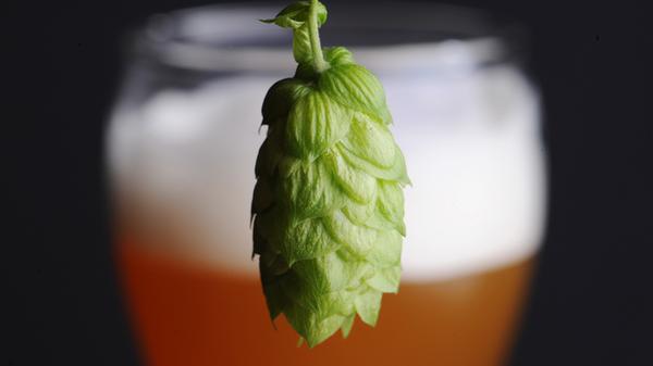 1516 wurde bekanntermaßen das Bayerische Reinheitsgebot in Ingolstadt erlassen. Was in der hiesigen wie überregionalen Öffentlichkeit aber wenig Beachtung findet: In Nürnberg hat es ein solches Gebot mindestens 46 Jahre früher gegeben, wie der ehemalige Brauer Joch Sprotte in akribischer Kleinarbeit dokumentiert hat.