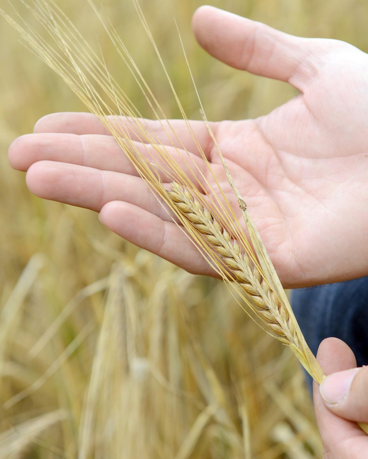 1826 wird per königlichem Dekret erlaubt, in Nürnberg das in Mode gekommene Braunbier herzustellen. Damit wird sowohl das Ende des Rotbiers als auch des Weißen Biers eingeläutet.