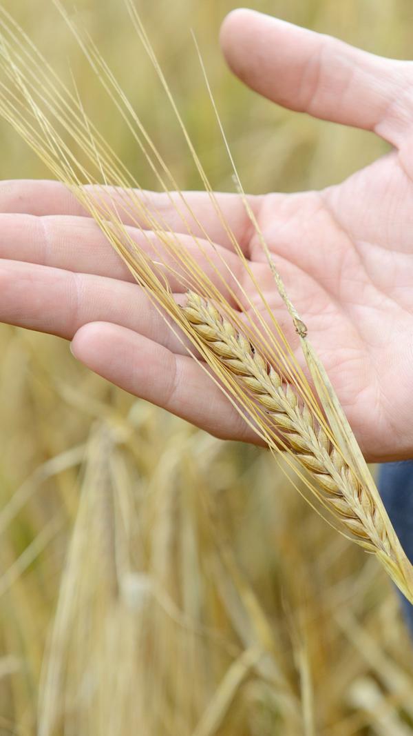 1826 wird per königlichem Dekret erlaubt, in Nürnberg das in Mode gekommene Braunbier herzustellen. Damit wird sowohl das Ende des Rotbiers als auch des Weißen Biers eingeläutet.