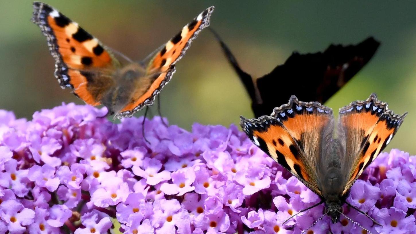 Tierschutzaktion: Jetzt werden Schmetterlinge gezählt