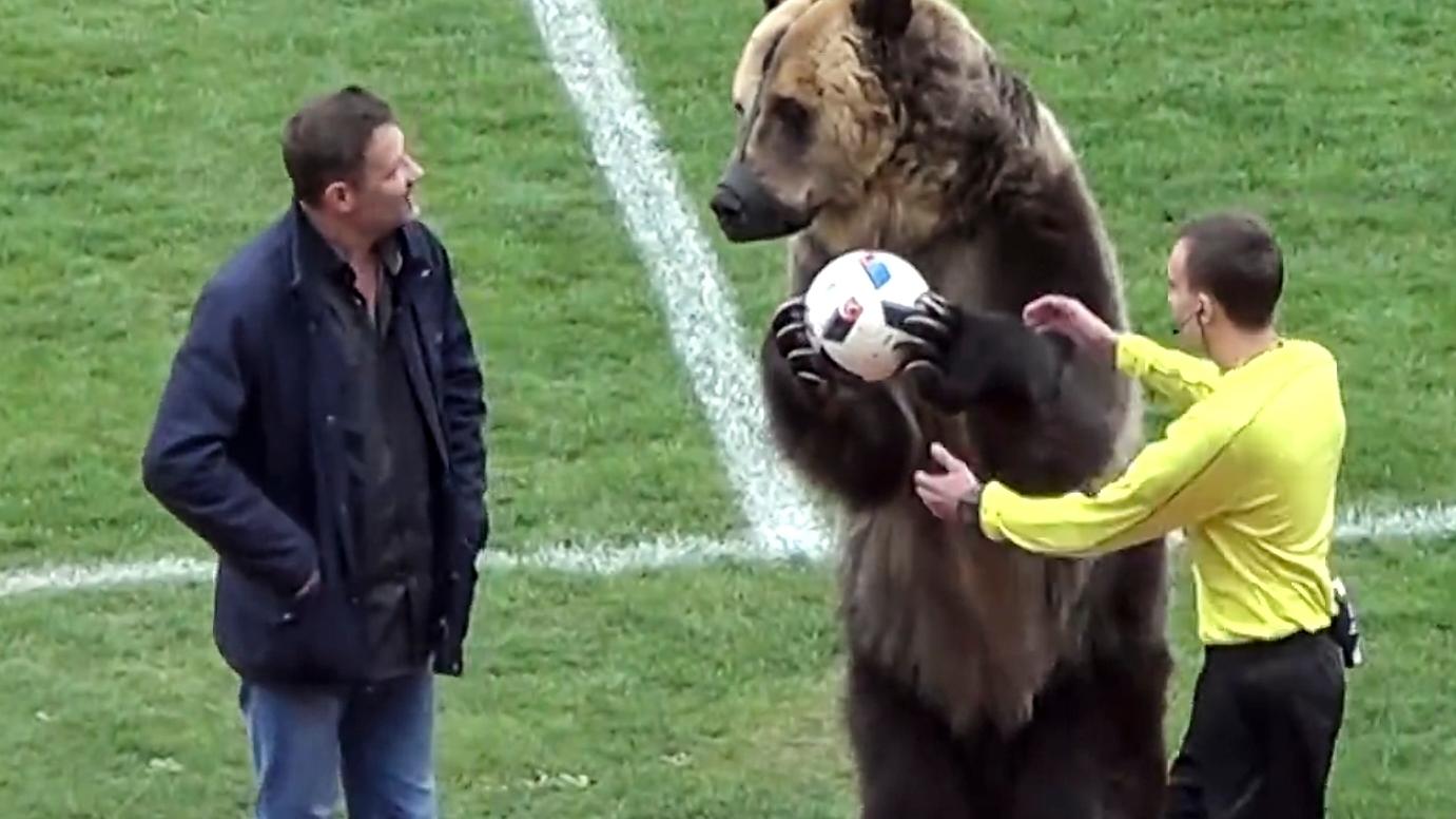 Zirkusbär "Tima" sollte bei einem Fußballspiel in Russland für eine Showeinlage sorgen und den Ball aufs Spielfeld bringen. Die Aktion sorgte bei den Tierschützern für Empörung.