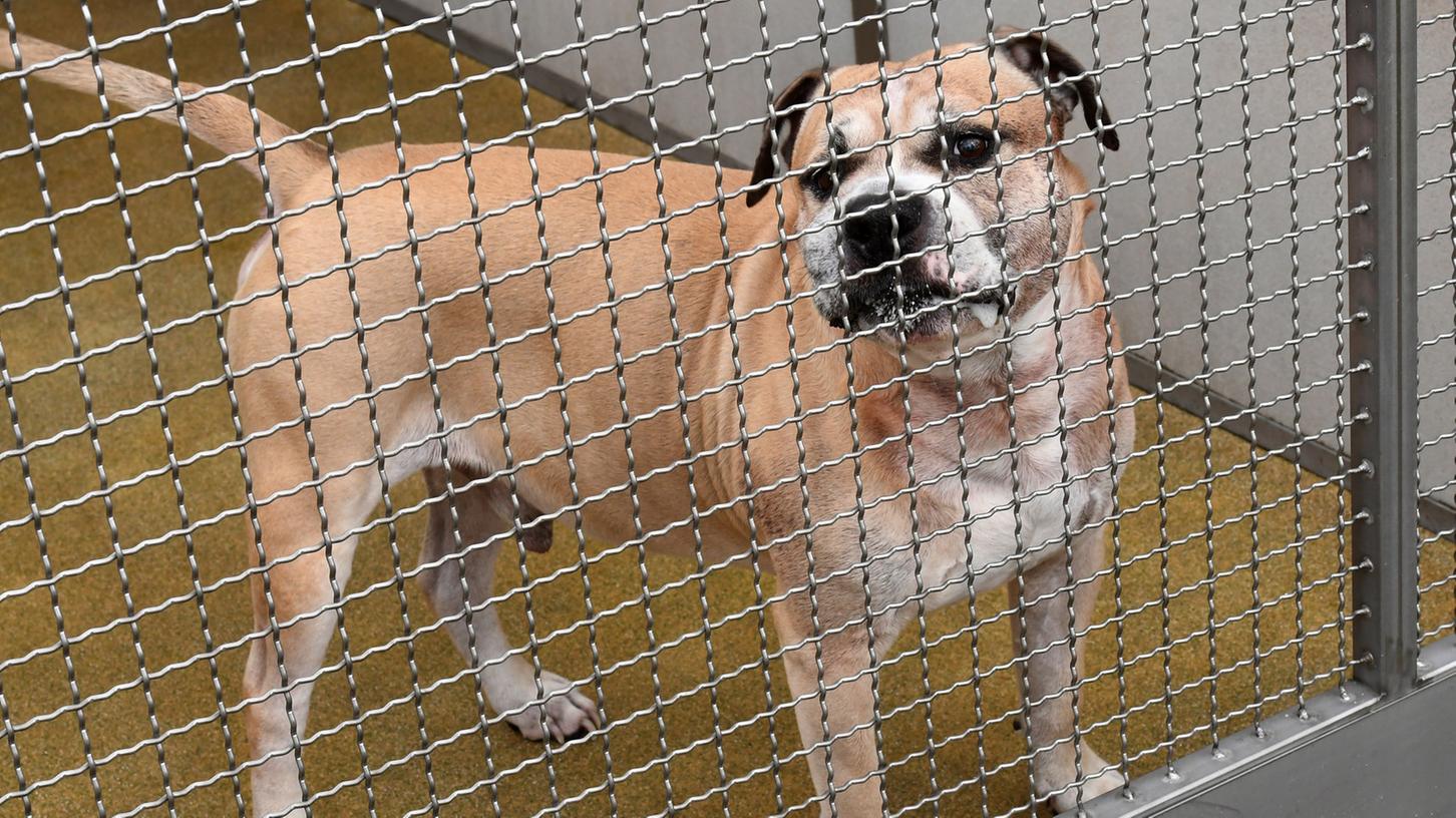 Der Staffordshire-Terrier-Mischling "Chico" im Tierheim in Hannover: Er wurde eingeschläfert, nachdem er zwei Menschen getötet hatte.