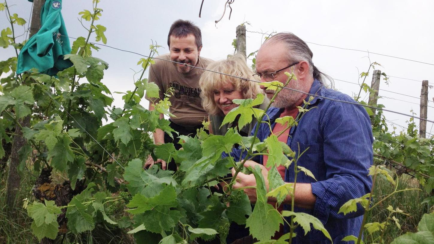 Manfred und Renate Rothe beim "Ausbrechen" der überzähligen jungen Triebe eines Weinstocks.