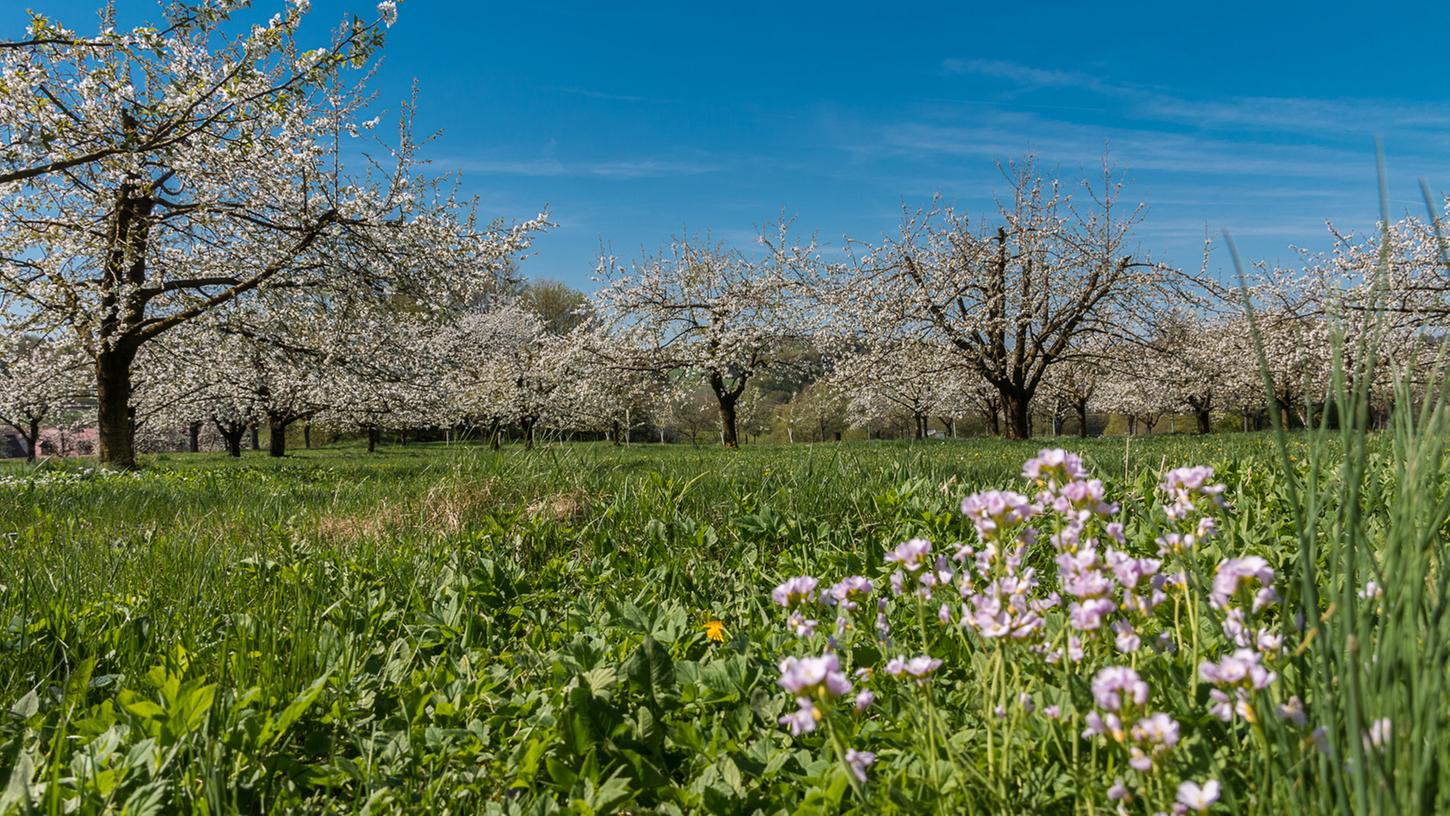 Die Kirschblüte im Fränkischen Oberland in Thuisbrunn. Fotografiert von NN-Leser Bernd Polster im April 2018.
