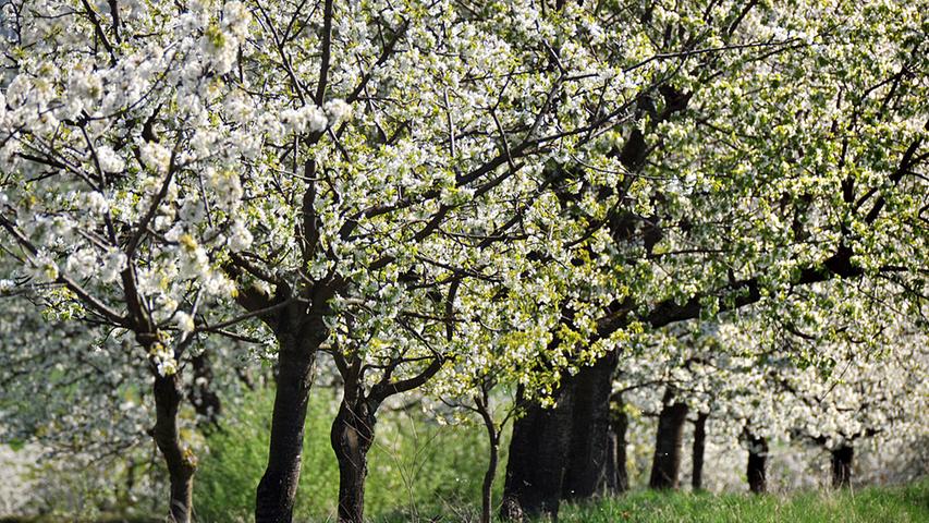 Weißes Blütenmeer: Die Kirschblüte verzaubert Franken