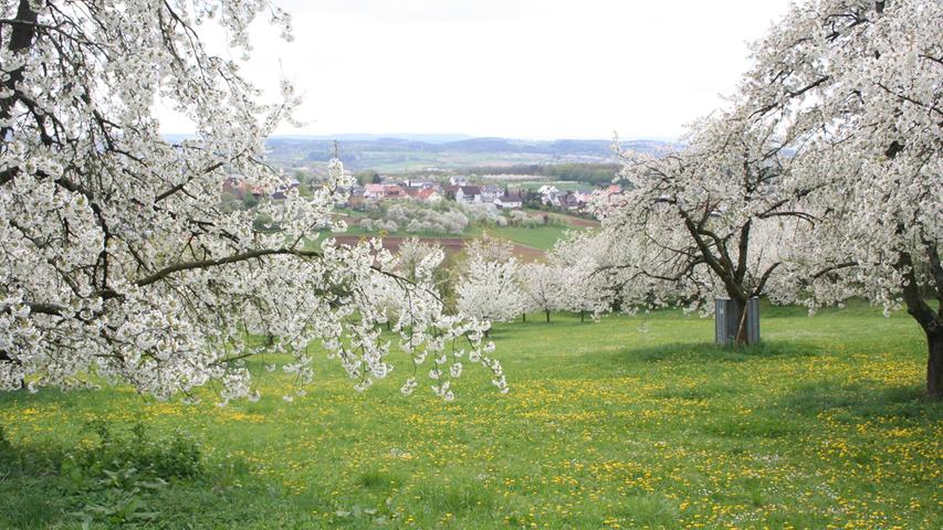 Weißes Blütenmeer: Die Kirschblüte verzaubert Franken
