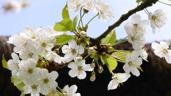 Zur Kirschblüte in der Fränkischen Schweiz: Das müssen Besucher wissen