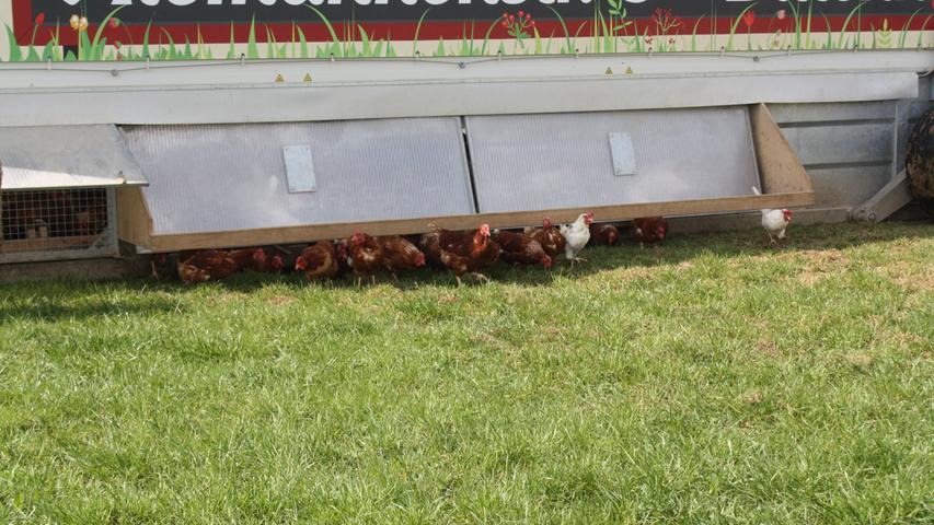 Endlich geht die Klappe auf: Laut gackernd strömen die Hühner aus ihrem mobilen Stall bei Dittenheim ins Freie.