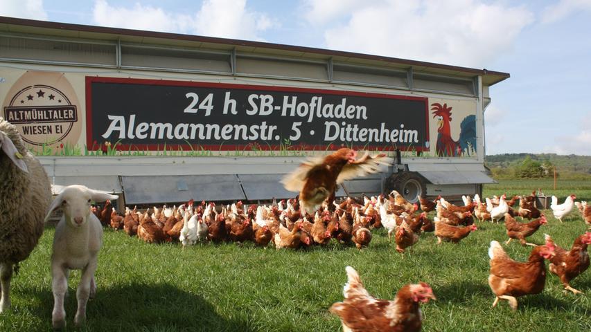 Endlich geht die Klappe auf: Laut gackernd strömen die Hühner aus ihrem mobilen Stall bei Dittenheim ins Freie.