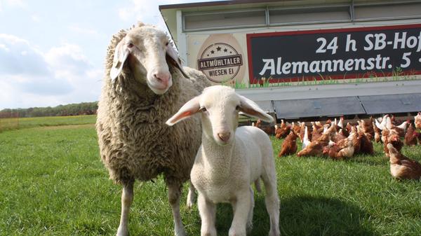 Schafe, Ziegen und Hühner fühlen sich zusammen wohl. Die Vierbeine sind aber vor allem ein Schutz gegen Greifvögel wie den Hühnerhabicht.