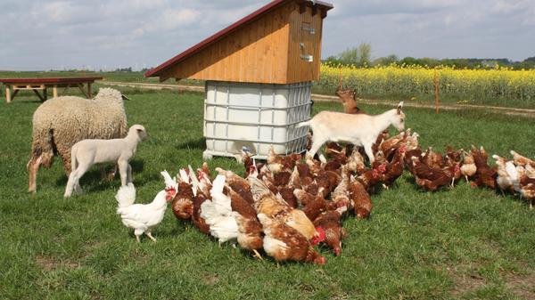 Der Wellnessbereich: Das Staubbad steht etwas abseits und ist für die Gefiederpflege unerlässlich, hält es doch das Ungeziefer fern.