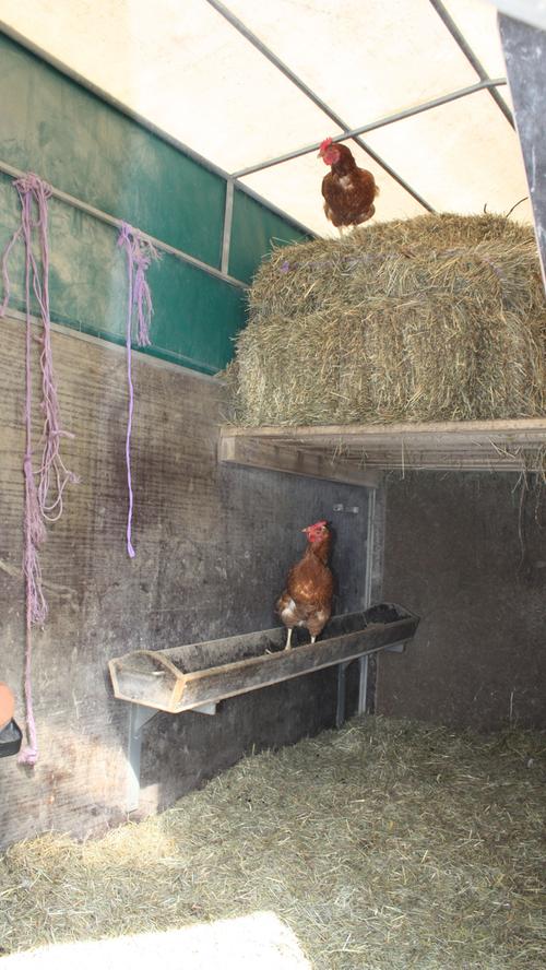 Verpasst ein Huhn mal die "Schließzeit" des mobilen Hühnergeheges, so bleibt als Notquartier noch der kleine Schafstall, der ebenfalls auf dem Gelände steht.