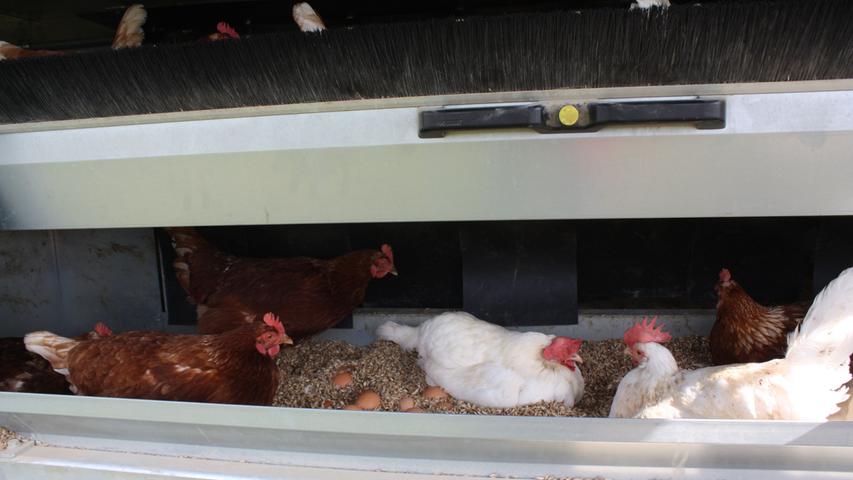 Kuschlig sehen die Legenester an der Rückseite des mobilen Hühnerstalls aus. Katrin und Martin Lastinger aus Dittenheim streuen sie mit Dinkelspelzen ein, die Hühner fühlen sich sichtlich wohl und haben auch schon fleißig Eier produziert.