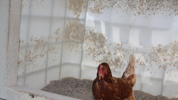 Der Wellnessbereich: Das Staubbad steht etwas abseits und ist für die Gefiederpflege unerlässlich, hält es doch das Ungeziefer fern.