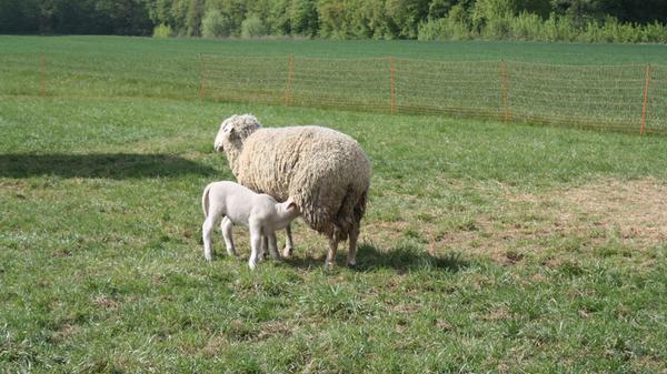 Das Böckchen ist rund um Ostern geboren und holt sich bei seiner Mutter, was es zum Leben braucht.