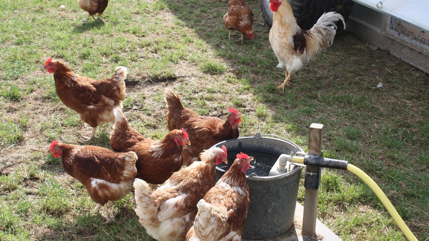 Noch dürfen viele Hühner draußen scharren, dass könnte sich schnell ändern, wenn die Geflügelpest den süddeutschen Raum erreicht. 