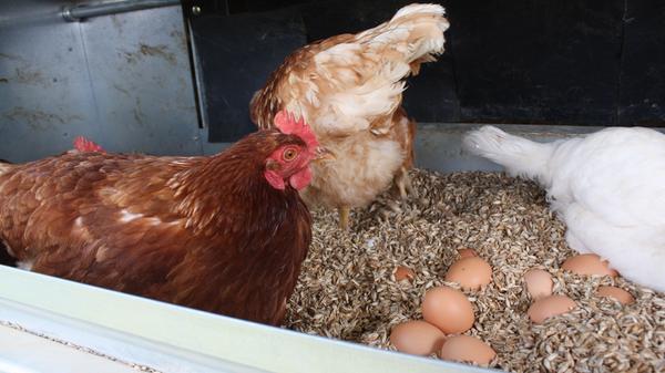 Kuschlig sehen die Legenester an der Rückseite des mobilen Hühnerstalls aus. Katrin und Martin Lastinger aus Dittenheim streuen sie mit Dinkelspelzen ein, die Hühner fühlen sich sichtlich wohl und haben auch schon fleißig Eier produziert.