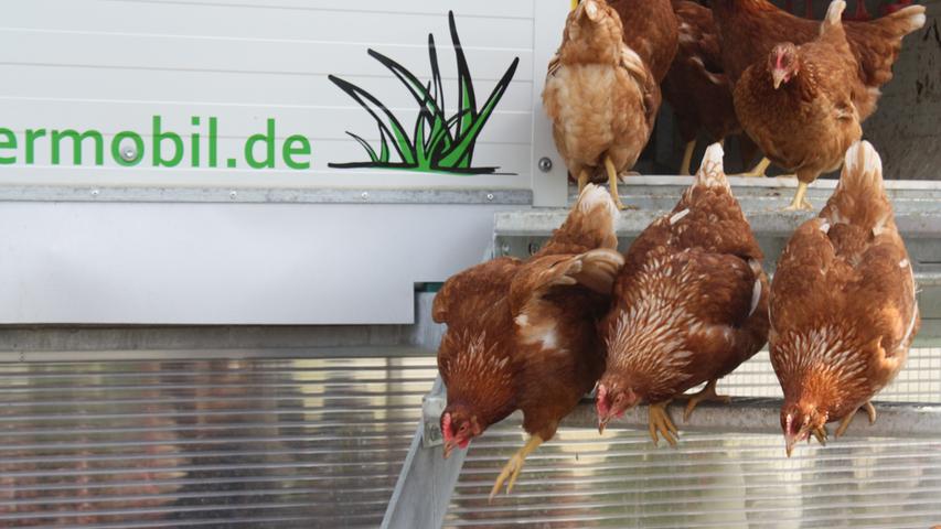 Eigentlich gibt es im Hühnerstall auch einen Abstieg vom Schlafquartier im ersten Stock in den sogenannten Kaltscharraum. Aber wenn die Außentür ausnahmsweise mal aufgeht, nehmen die Hühner auch gerne die Treppe.