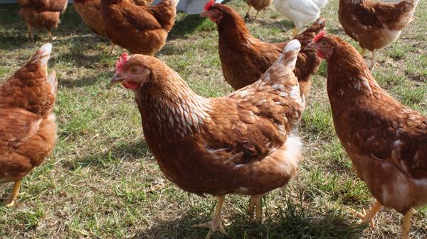 Die Hühner von Katrin und Martin Lastinger sind sehr zutraulich und scharen sich gackernd um die Menschenbeine.