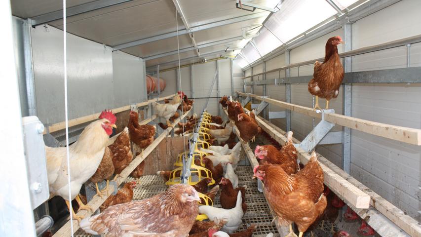 Der obere Teil des mobilen Hühnerstalls ist mit Stangen ausgestattet, auf denen sich die Hühner zum Schlafen niederlassen, zudem gibt es dort Futter und Wasser. In einem abgetrennten Bereich sind die Familiennester, wo die Hennen ihre Eier legen.