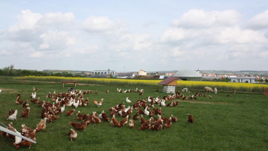 Mittlerweile sind die mobilen Hühnerställe auf den Wiesen rund um Dittenheim für die Einheimischen schon ein gewohntes Bild.