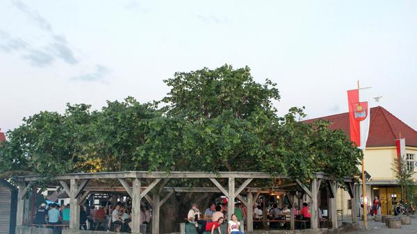 Die Tanzlinde in Effeltrich diente jahrhundertelang als zentraler Versammlungs- und Gerichtsort, im 19. und 20. Jahrhundert auch als Fest- und Tanzplatz. Auffällig an ihr ist die flach gestaltete Krone - sie geht auf die Bastgewinnung für die Obstbaumzucht zurück. Die Linde gilt als eine der schönsten in der fränkischen Region.