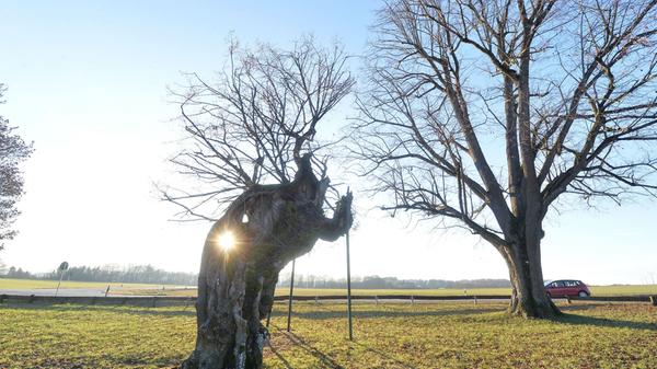 Die Kasberger Linde in Gräfenberg. Sinnbild ihrer Größe war früher die Tatsache, dass ein Reiter samt Pferd im Hohlraum ihres Stammes wenden konnte. Noch Ende der 1980er Jahre betrug ihr Stammumfang stolze 11,20 Meter.